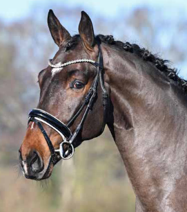 Hamilton AS Stallion